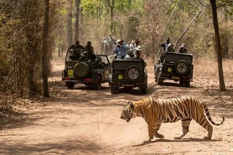 Open Jeep Safari Tracking Tigers